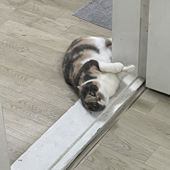 이예림