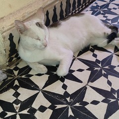 zaka