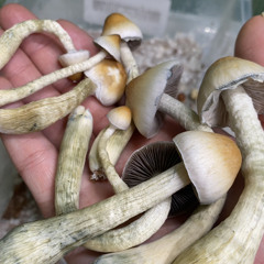 Cayja710