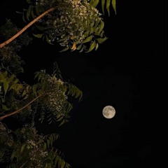 حبيبة طارق