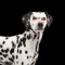 dalmatian