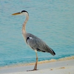 Tholhath Mohamed