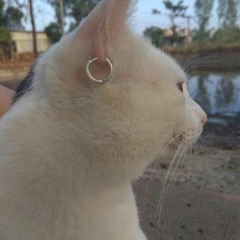 Bay Phòng Căng Đét 2021 Demo