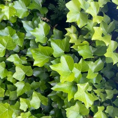 Nina Radzioch - Du Store Smukke Sol