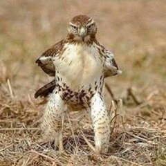 عبدالله الطحاوي