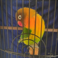 Sadeworio