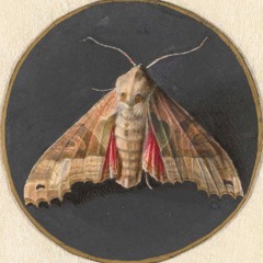 Chimerical Sound Engine