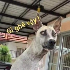 Đức Trí