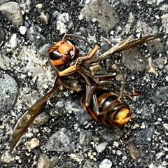 ‎𖤐 ̖́-
