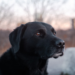 Incadiggydog