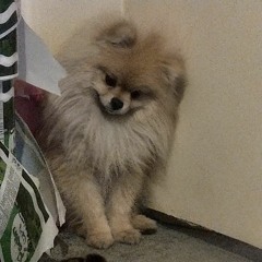 Amir