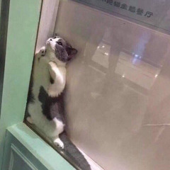 태정태세비욘세