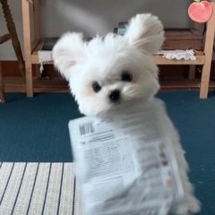채정
