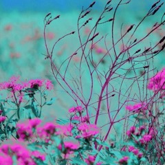 𝒥𝒶𝓏𝓂𝒾𝓃𝑒 𝐹𝓁𝑜𝓇𝑒𝓈