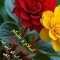 suroor