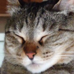すけぽ