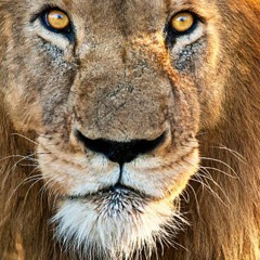 Angry-lion