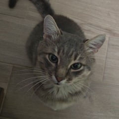 Deni Tashaka
