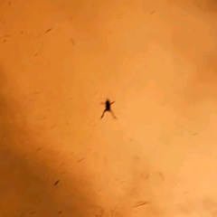 ananana