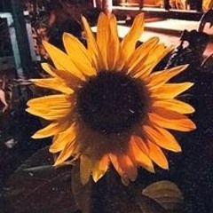 ياسمين هيلان