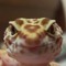 big fat juicy snake