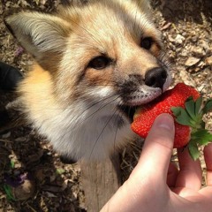 Strawberry Fox