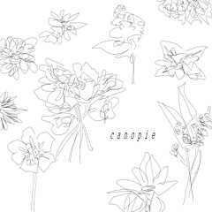 canopie - cat