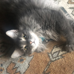 kritkat