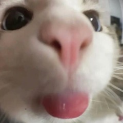 Lechuu_