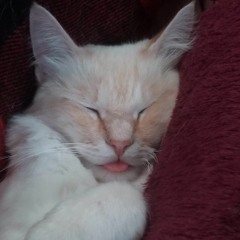 thatsmywolfygirl ;p