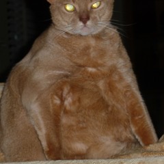 good kitty
