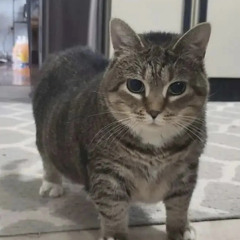 housecat