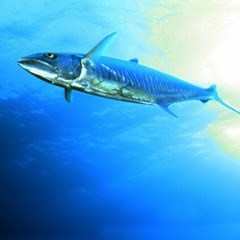 Mackerel