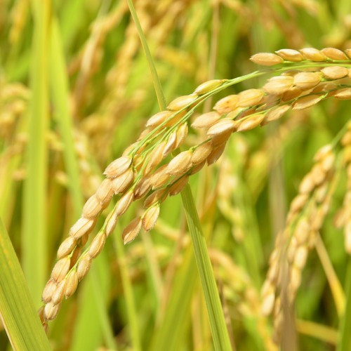 The Astonishing Impact Of Champa Rice On World Economies - ebnexw0