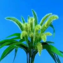 Thông Điệp Cuộc Sống