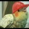 red_pandy2652