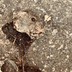 Adrian Arquiola gimenez