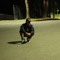 Darius Cru
