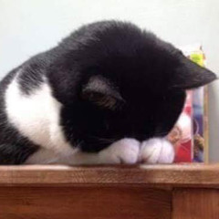 냐오오오오오옹ㅇ