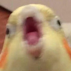 lilBudgieBoo