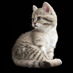 gato