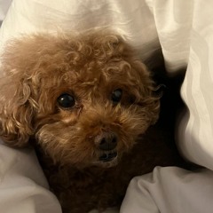 코딩하는쿼카