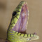 Aspergarus