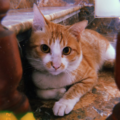 Andrew