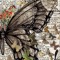 🇵🇸🦋 Butterfly 🦋 🇵🇸
