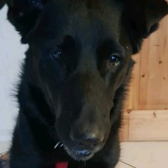 Leon
