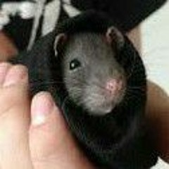 ratcultforlife