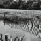Luke_Fish