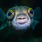 THANATOS Fish