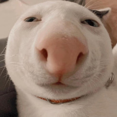 Shi